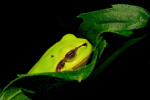 Boomkikker (Hyla arborea) RL BE, Achterhoek